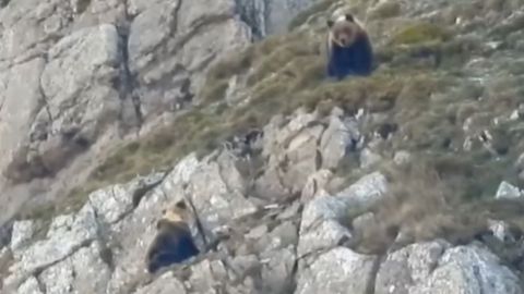 Un oso se come a un osezno