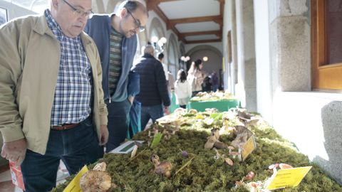 Exposicin de setas en la Diputacin de Lugo