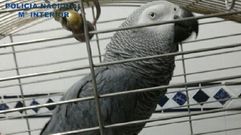 El loro �Yaco�.El loro �Yaco�