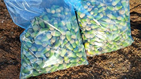 Bolsas con las semillas que se han recogido para cultivar y garantizar un h�bitat propio de la zona