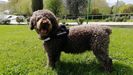 La Guardia Civil colg� esta imagen de Marley en las redes sociales del instituto armado