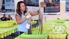 Subasta de pulpo en la lonja de Cambados a principios de julio del 2025