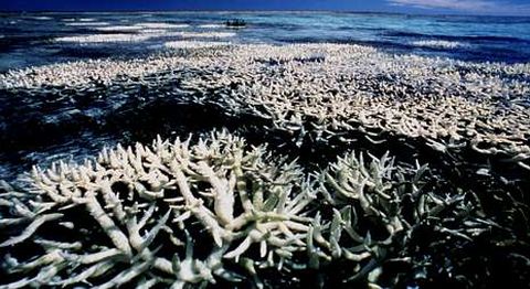Los corales australianos se est�n quedando blancos por la excesiva temperatura del agua.