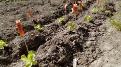 Huerta de Alm�ciga. Plantaci�n hecha por ni�os