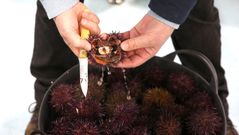 Primer d�a de campa�a del erizo en la lonja de Agui�o