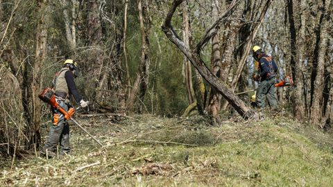 Imagen de archivo de una limpieza forestal