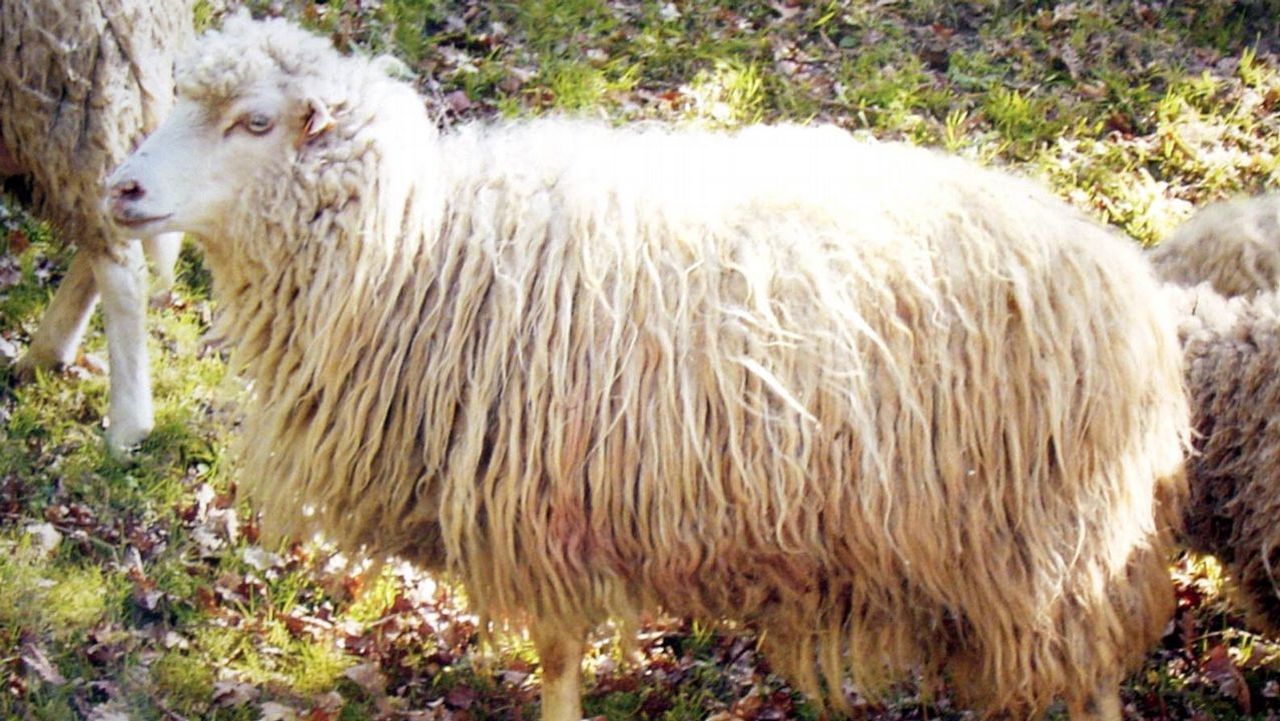 ovellas-galegas-mante-en-o-traxe-de-inverno-para-debutar-nos-desfiles