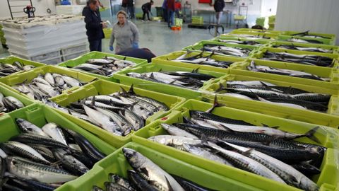 La xarda brilla por su ausencia en lo que va del 2026: la flota espa�ola de litoral solo ha descargado 3.119 toneladas, cuando a final de junio del 2025 llevaba 18.036.