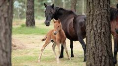 Caballos en el monte comunal de Carballo, en el concello de Friol, uno de los que tienen una mejor gesti�n de la comunidad