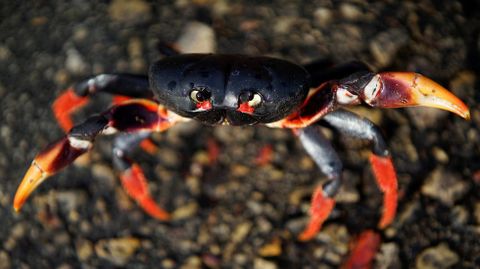 Cangrejos rojos llegan desde los bosques al mar para desovar en playa Gir�n (Cuba)