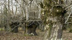 Souto de casta�os centenarios en la aldea de Santiorxo, en Sober