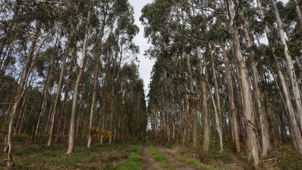 Monte con plantaci�n de eucalipto en el municipio de Castro de Rei 