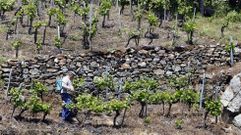 Un viticultor con la m�quina de sulfatar a la espalda en un vi�edo de la ribera del Mi�o