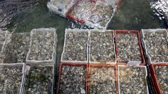 En una imagen de archivo, almeja en una depuradora de la r�a.