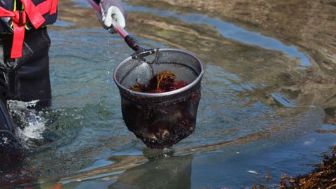 Captura del oricio en Asturias