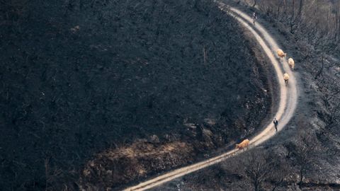 Monte quemado en Cervantes en los incendios que afectaron a Os Ancares en el 2017.