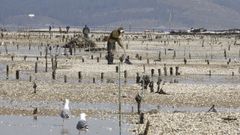 Imagen de archivo de mariscadores en Carril, donde la cofrad�a recibe 90.800 euros para modernizarse