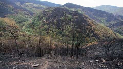 El monte de Cereixedo hace un ao, arrasado por el incendio