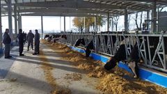 Las primeras vacas proceden de la unidad de leche que hay en la Granja Gayoso Castro