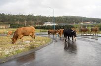 Las vacas son usuarias habituales del pol�gono de Cee, aprovechando que la maleza y la hierba crecen en pr�cticamente todas las parcelas, y ayer no fue una excepci�n. 