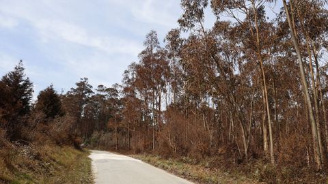 Eucaliptos te�idos de rojo al borde de la carretera