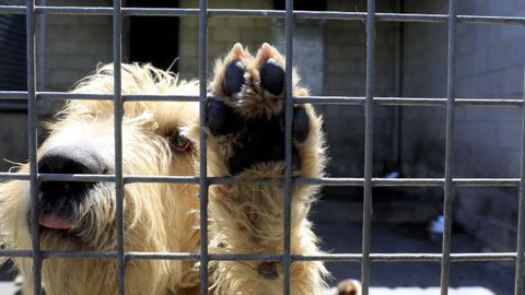 Imagen de archivo de uno de los perros alojados en las instalaciones de Bando