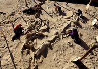F�siles de cet�ceos en el desierto de Atacama.