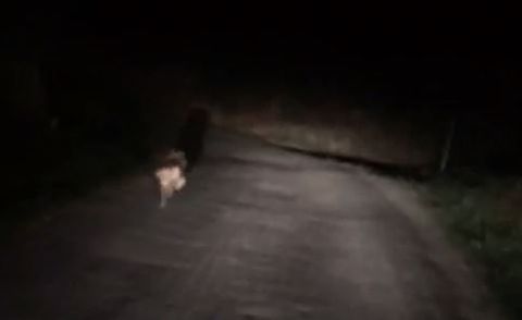 Un lobo corre delante de un coche en Louxas