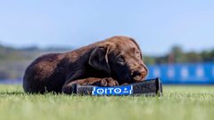Oito, o labrador que se incorpora  disciplina do conxunto branquiazul.