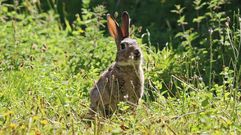 El conejo es una especie de gran inter�s cineg�tico en la provincia de Pontevedra