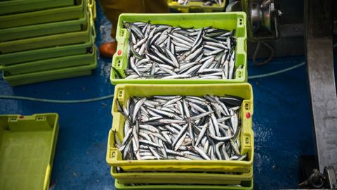 Anchoa en Portosín