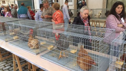 Festa do Galo de Curral, Vila de Cruces