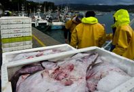 La propuesta de la Comisi�n plantea recortar un 38 % el rape de aguas ib�ricas.