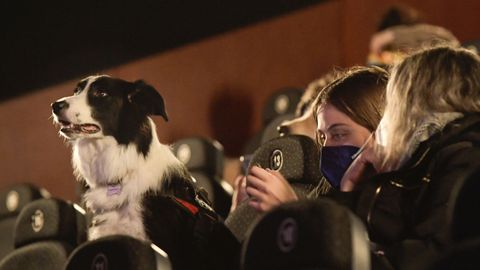 Un perro en una sala de cine de Yelmo a la espera del estreno de la pel�cula �Dog: Un viaje salvaje�.