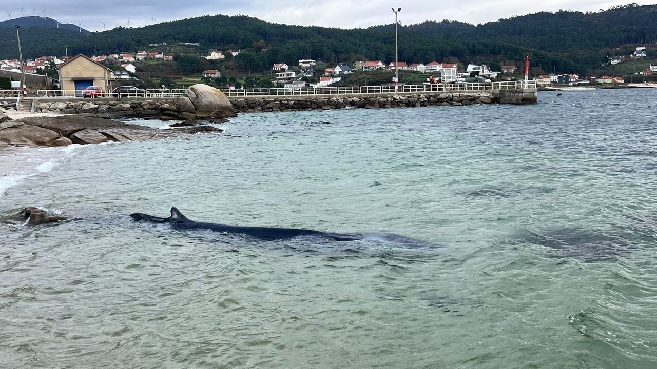 Barbanza, cementerio gallego de cetáceos: «O máis raro do ano foi a balea recén nacida que chegou viva a Esteiro, dentro da ría»