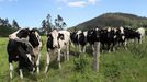 Vacas de raza Frisona en una ganader�a de Asturias