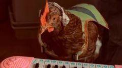 El animal hace de Bizarrap