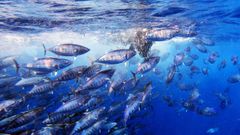 Un grupo de bonitos se lanza a gran velocidad hacia un banco de anchoas.