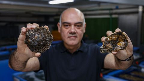 Ostra rizada y ostra plana en la cofrad�a de Barallobre, en una foto de archivo