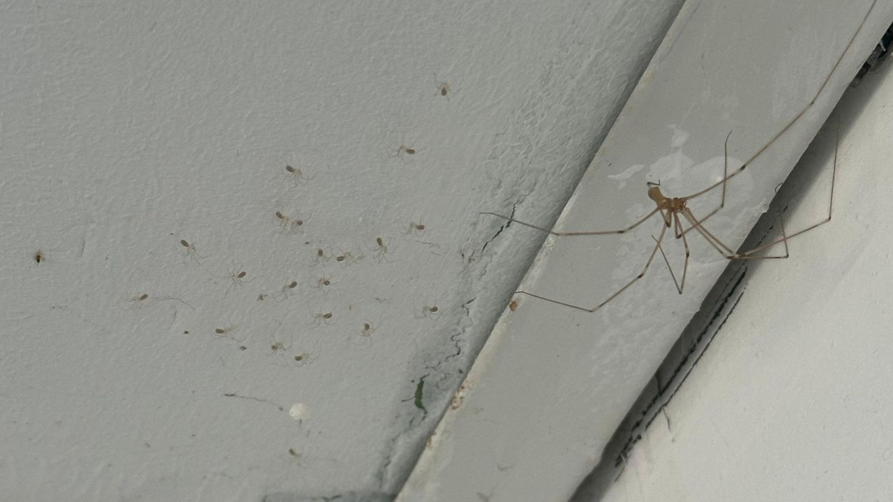 Un huésped denuncia «malas condiciones» en una casa turística de Malpica