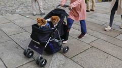 Una mujer pasea con sus dos perros por el Obradoiro