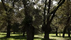 Carballeira de Caldas