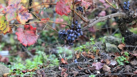 Seis comunidades aut�nomas han solicitado acogerse a la cosecha en verde