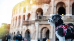 Un perro posa frente al Coliseo de Roma.