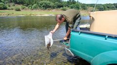 Los salvadores de la anguila