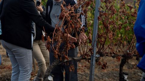 Vi�edo afectado por los incendios de agosto en Valdeorras.