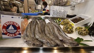 En imagen de archivo, merluza capturada por la flota de Celeiro a la venta en una pescader�a de la Praza de Abastos de Viveiro