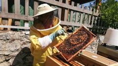 El apicultor gallego Fran Ogando muestra un cuadro de abejas que tiene en su casa, en Moa�a