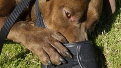 Imagen de archivo de un perro de raza pit bull