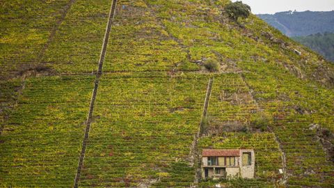 Vi�as con diferentes altitudes y orientaciones en una ladera de la ribera de Doade